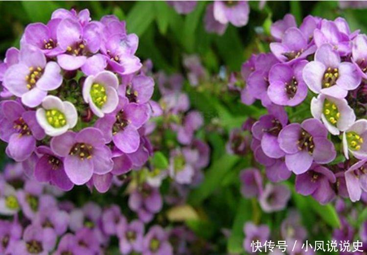  美色|家养此款花卉，开花勤爱爆盆，花美色艳