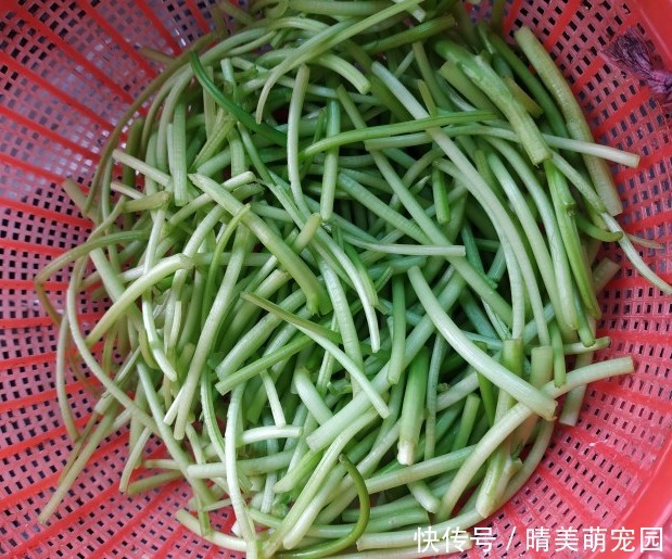 皇后|它可是蔬菜皇后,蛋白质比牛肉还高,才1元一斤,可别把它吃涨价