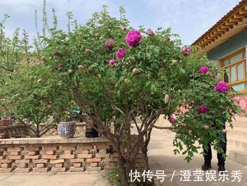 养花试试这款,颜色鲜艳,含苞待放,能净化环境