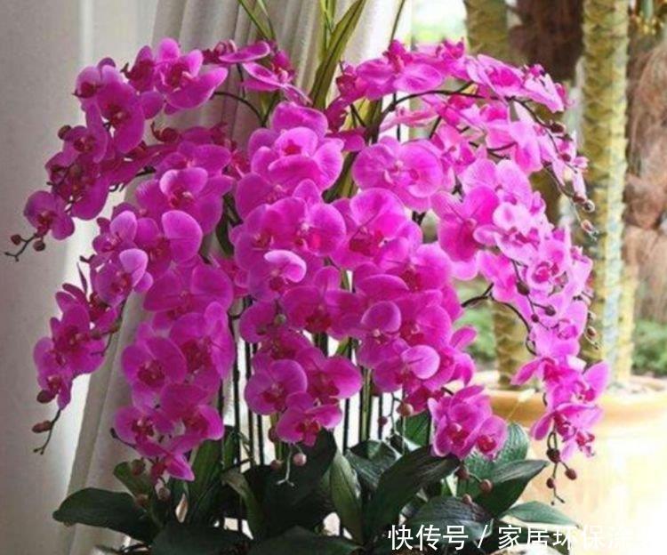 家里养此款花卉,被称为花卉界的劳模,开花漂亮一年不停