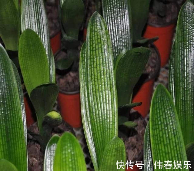 新手养“君子兰”,浇水记住“1句话”,烂根、空根巧避免!