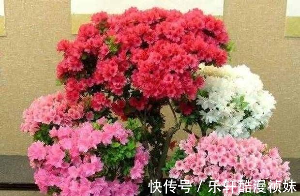 8种“洋气花”，天冷别喷水，不然黄叶、掉花苞，越养越难看
