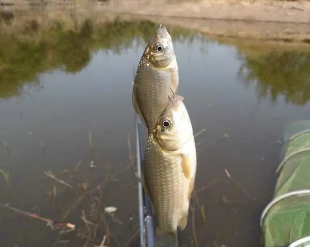 野钓选钓点是关键的一步，这样钓鲫鱼，越钓越爽，怎么钓都过瘾！