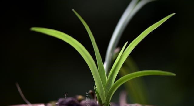 怎么判断兰花缺少氮磷钾?学会这三招,养不好兰花都难