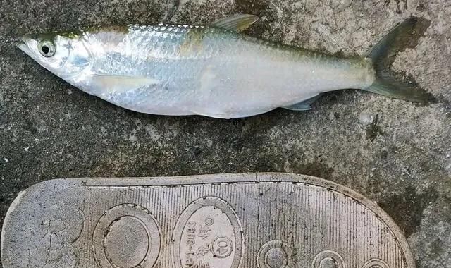 一般白条鱼可以长多大？