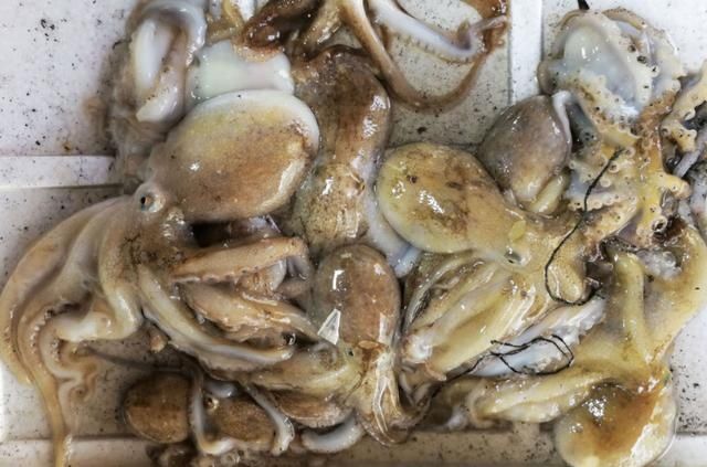氨基酸|含“寄生虫”最多的3种海鲜，没营养还贵，老板自己从不吃