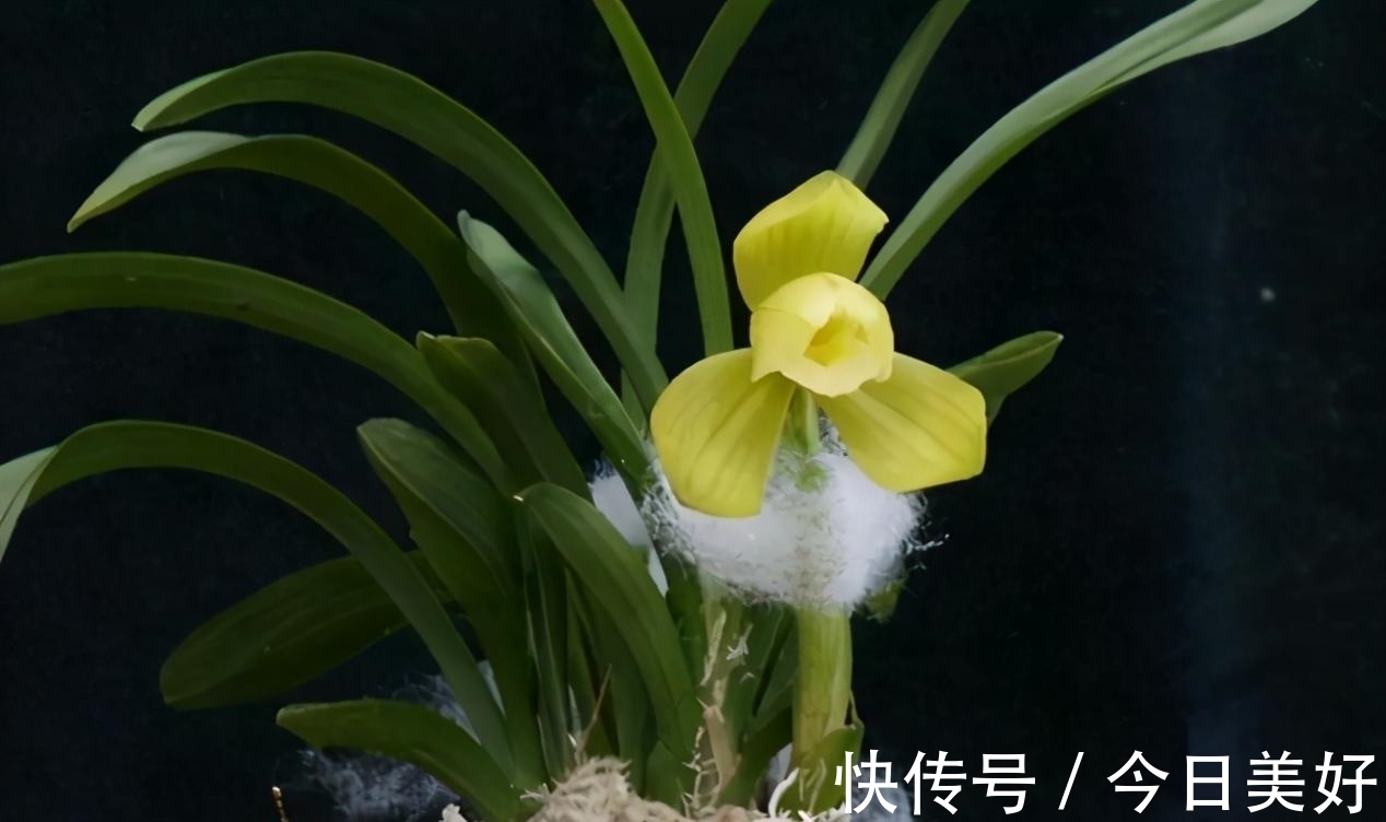 孤品|千万级别的天价孤品荷瓣兰，为何受追捧？如今还能见到吗？