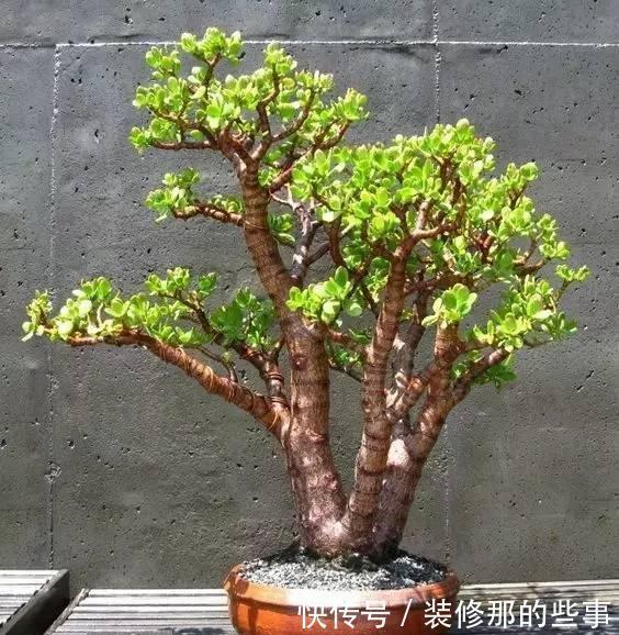 土壤|马齿笕树养5年,变成老桩盆景很值钱,做5步就实现