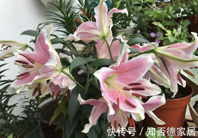 秋天|4种“香水花”,都是小球球,秋天种下,俩月就开花,满屋香水味