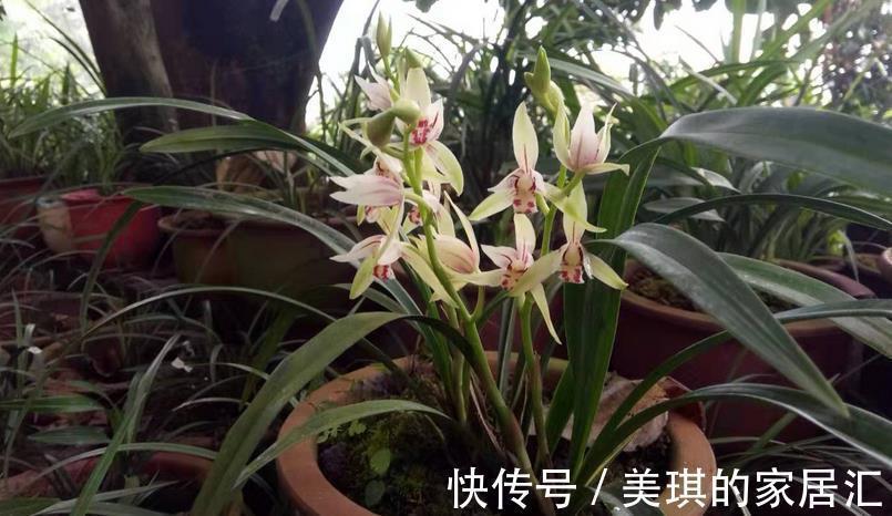 兰花烂根可能是哪些地方出问题?这4处,错一点植株都萎靡