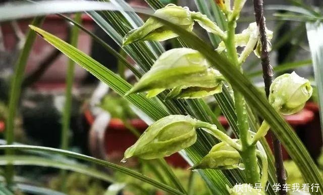 治疗兰花茎腐病，不要再浇药水，根本没有效果！