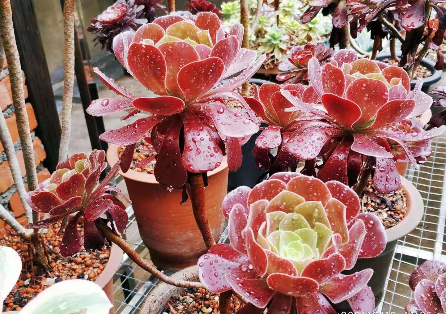 种类|这些种类的多肉适合用有一定高度的盆来栽种,大家不要选错花盆了