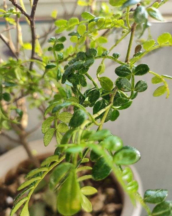 光秃秃|家里花像光杆司令太难看,学会剪和浇,半月新枝就窜满盆