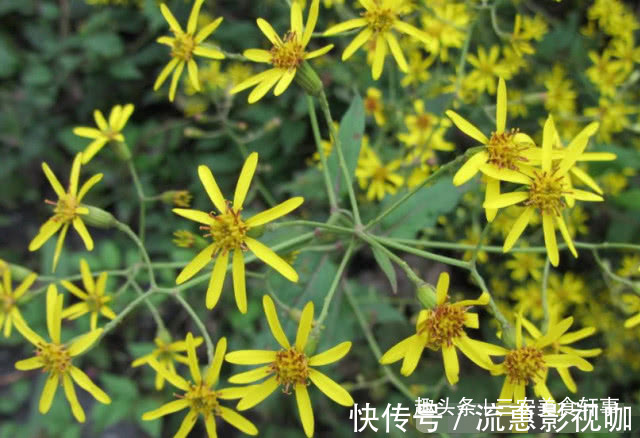 中草药|此种植物是珍贵的中草药，可治湿疹，如今农村集市上20元一斤