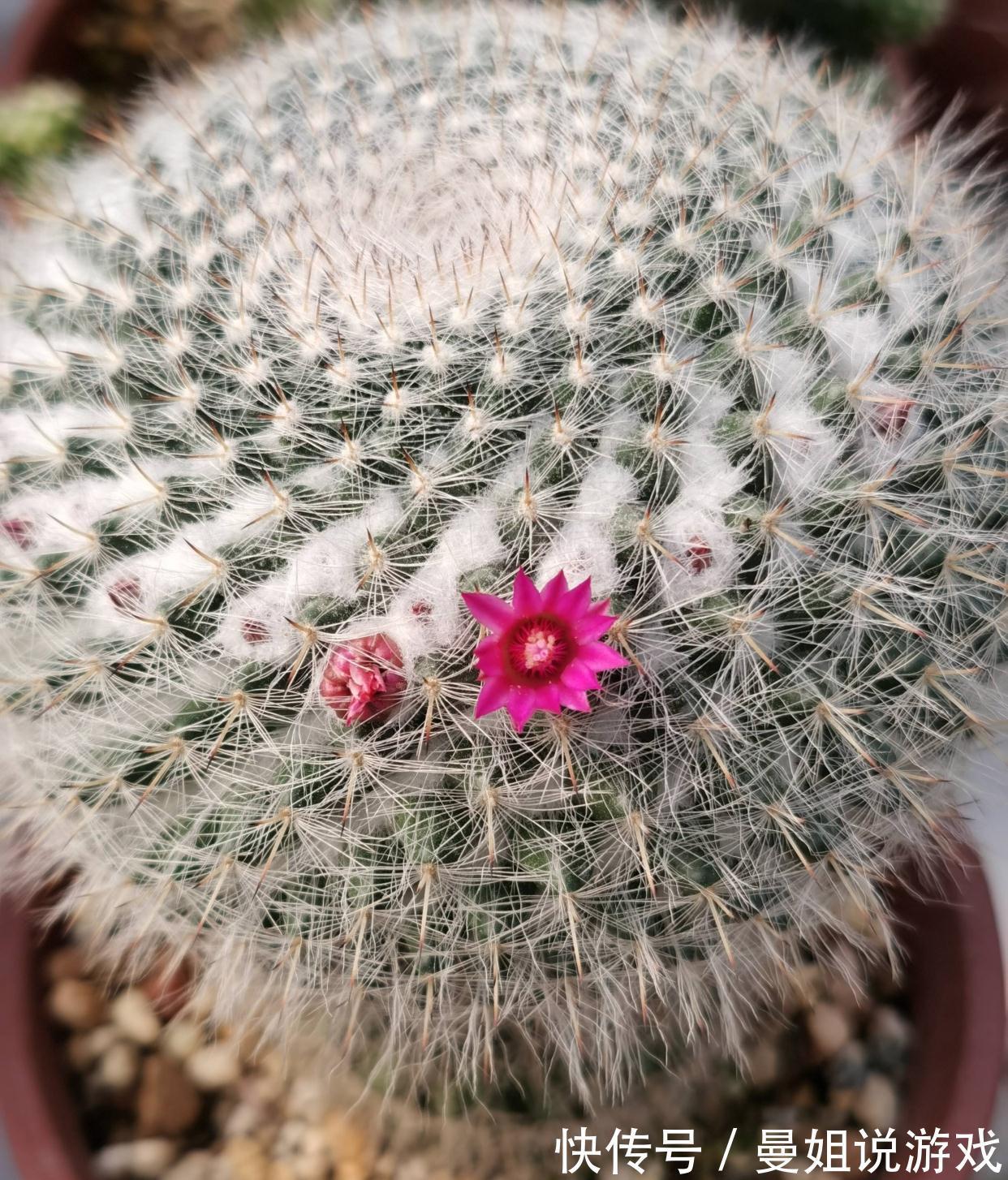 冬季养仙人球的2个技巧,越长越壮,顺利过冬花多色艳