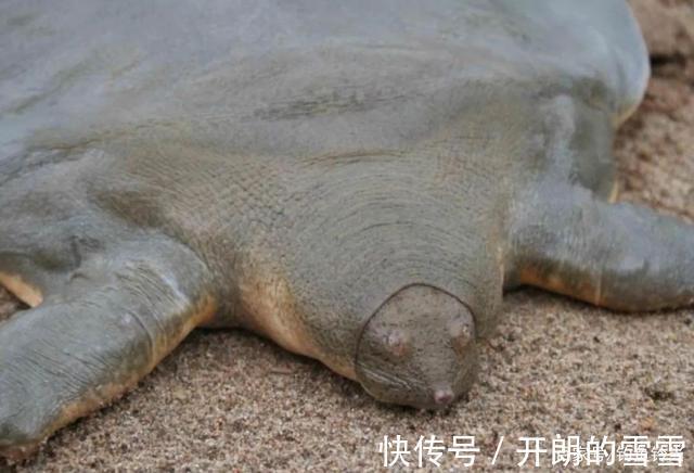 胆大包天，钓到鼋竟然敢网上公开叫卖！是钓鱼人的愚昧还是无知