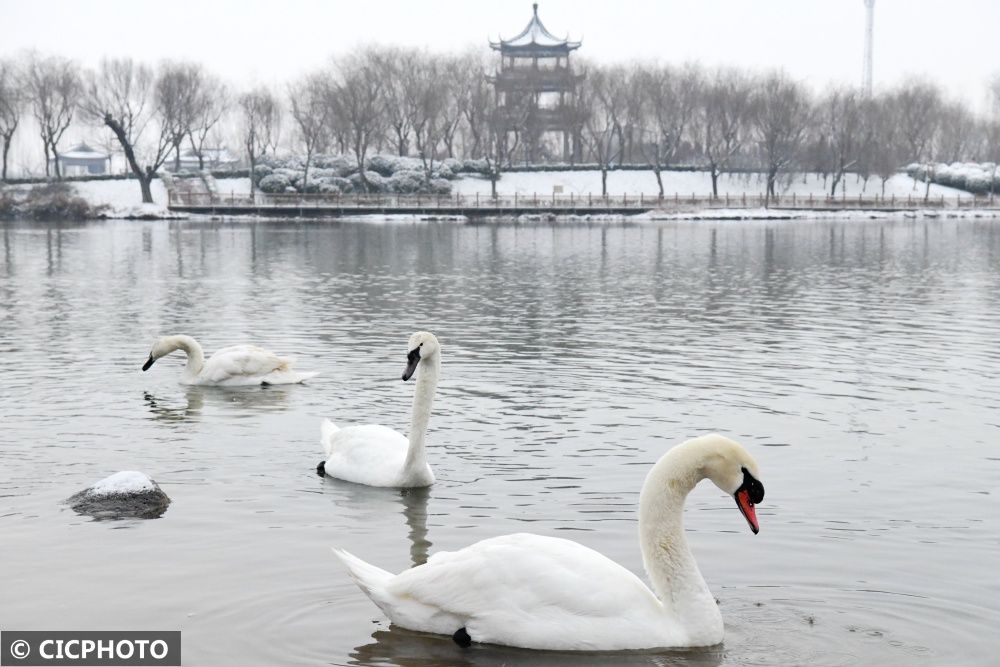 广平|河北广平：雪后天鹅湖美景如画