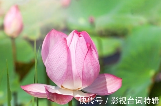 桃花|步入9月中旬，4属相桃花多正财旺，事业进步，日子一顺百顺