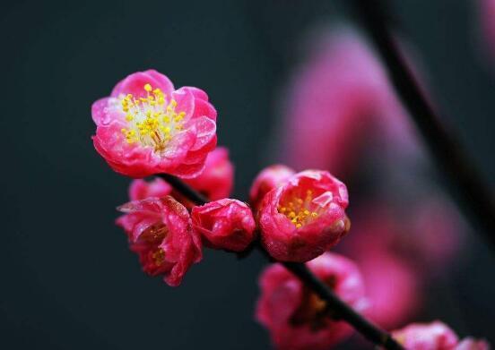 卜算子·咏梅|陆游最经典的写景词,全篇无一梅字,却句句描写梅花