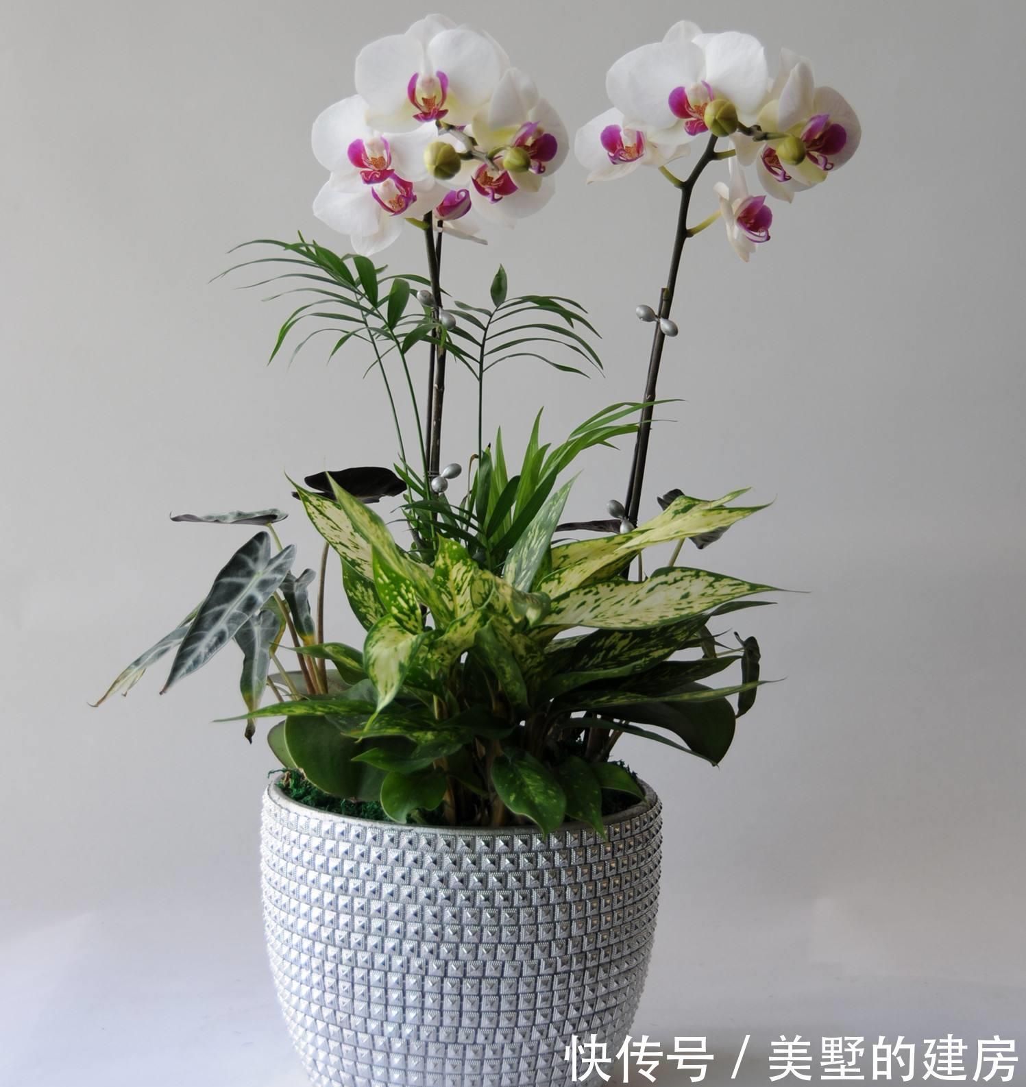 盆栽|蝴蝶兰怎么养,盆栽蝴蝶兰的养殖方法与注意事项你看了吗