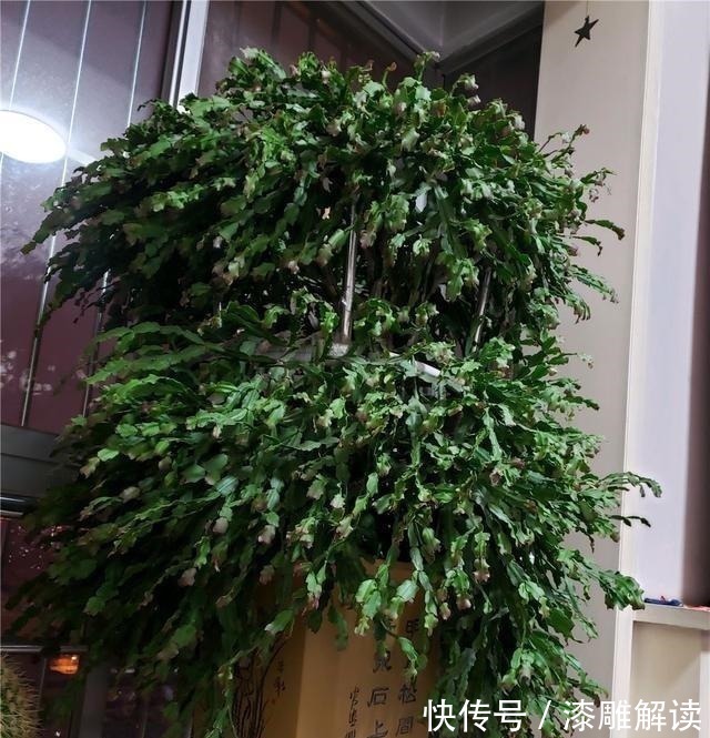 土天|掐了一个叶片丢盆里，一年长满了花盆，连续七八年都开花！