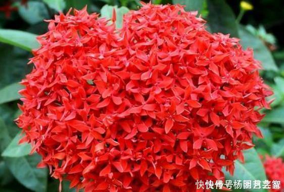 4种花养在家,一整年都有好运气,养上一盆四季欣赏,好活还不贵