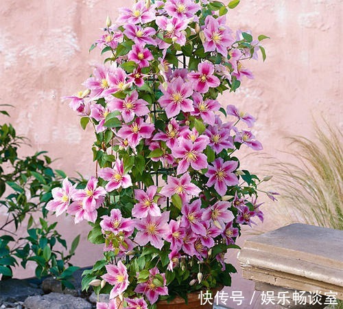 有个小院子,定要种上5种花,轻松开出花海,邻居看了羡慕!