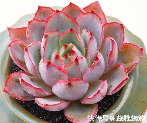叶片|5款仙气十足的多肉,每一款都值得入,除了晚霞你还养过哪种?