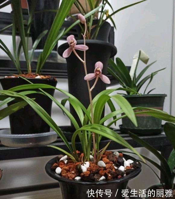 生长期|兰花需不需要施肥？什么时候施肥？用哪种肥料？1份清单看好了