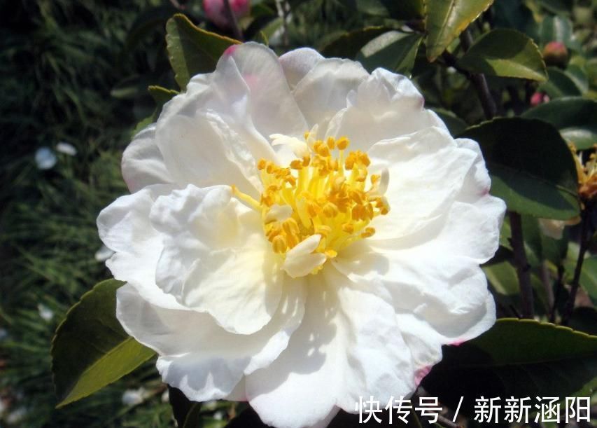 茶花长花苞了,花还没开花苞就蔫了,赶紧救治晚了不开花