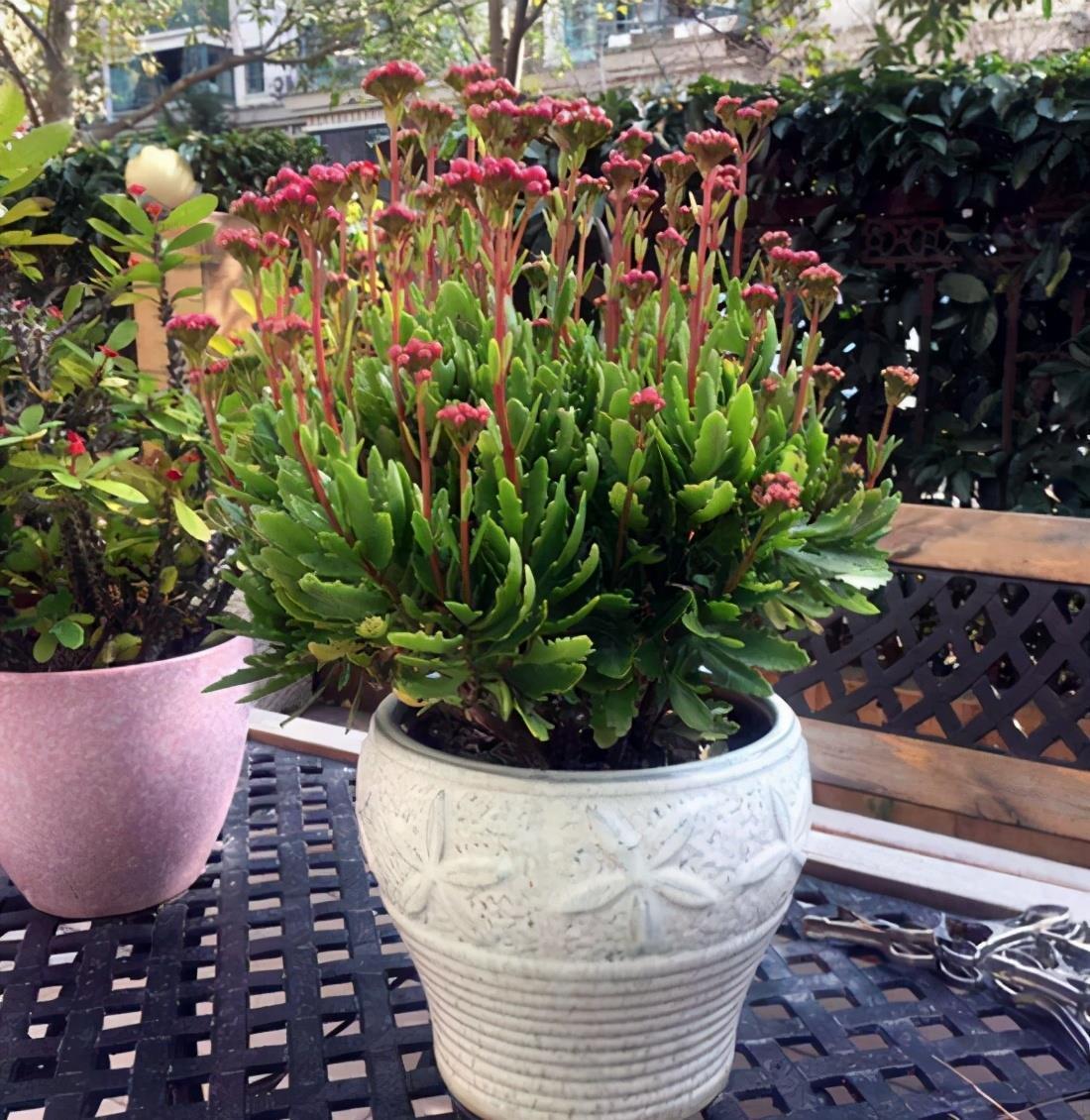 什么花就用什么花盆,选对了花盆,养啥花都能长得好