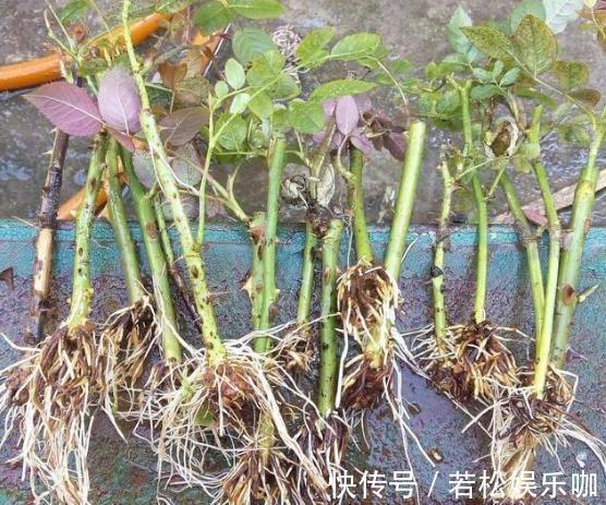 花卉|生根剂不用买,用家家都有的“小东西”,2分钟就能制出来