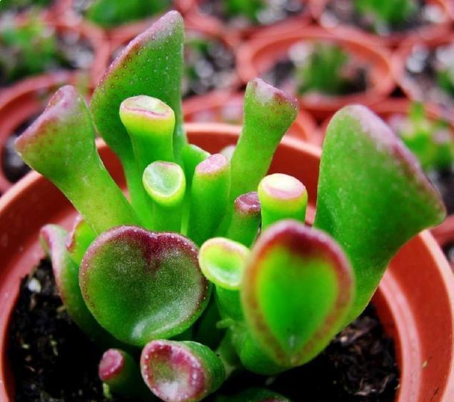 这种“植物”是懒人的最爱，有阳光就能爆盆，好养的不得了