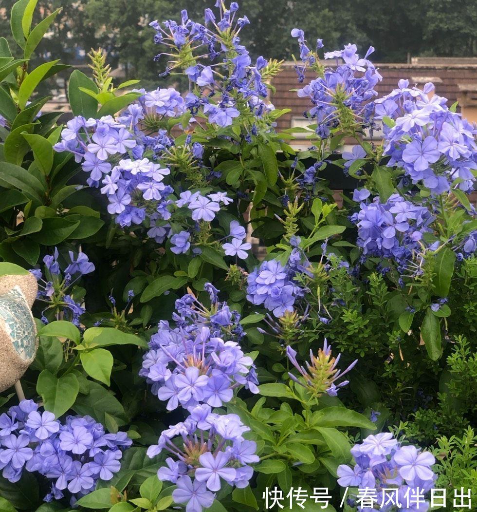 残花|夏天的蓝雪花,做好3件小事,开花多十倍,清新美丽