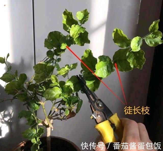 春天来临,这5种盆栽要修理一番了,剃成小光头,开花更顺利