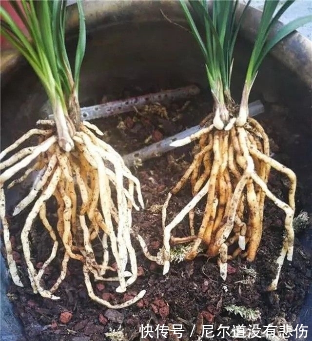 兰花瘦弱不长芽？4个细节做足，根系旺，品相好，新芽挤满盆