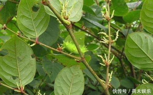 此植物引入英国后,造成灾难,想铲除都难,而在国内却是香饽饽