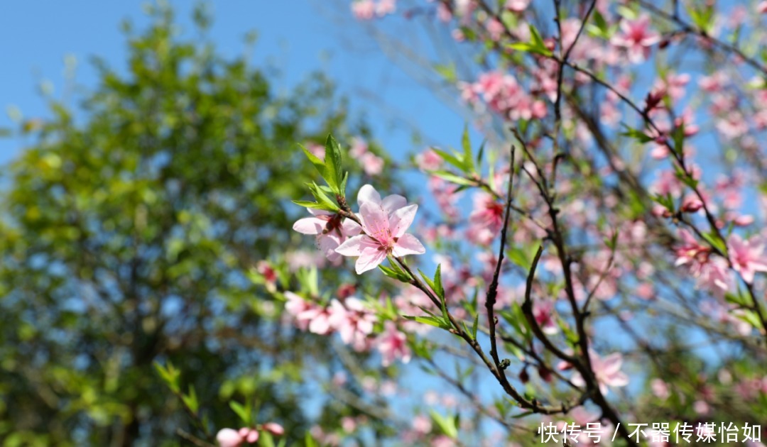 老年|春暖花开，踏青赏花正当时