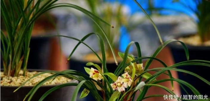 兰花养不好,换个盆长势就能翻几倍,一年能开花好几茬!