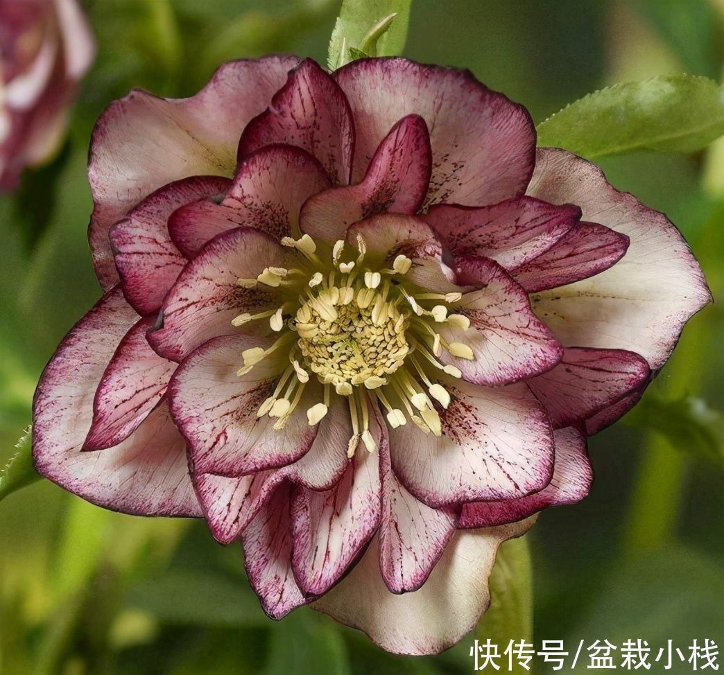 花卉|名字不好听,花朵很鲜艳,知道的花友不多,你认识吗?