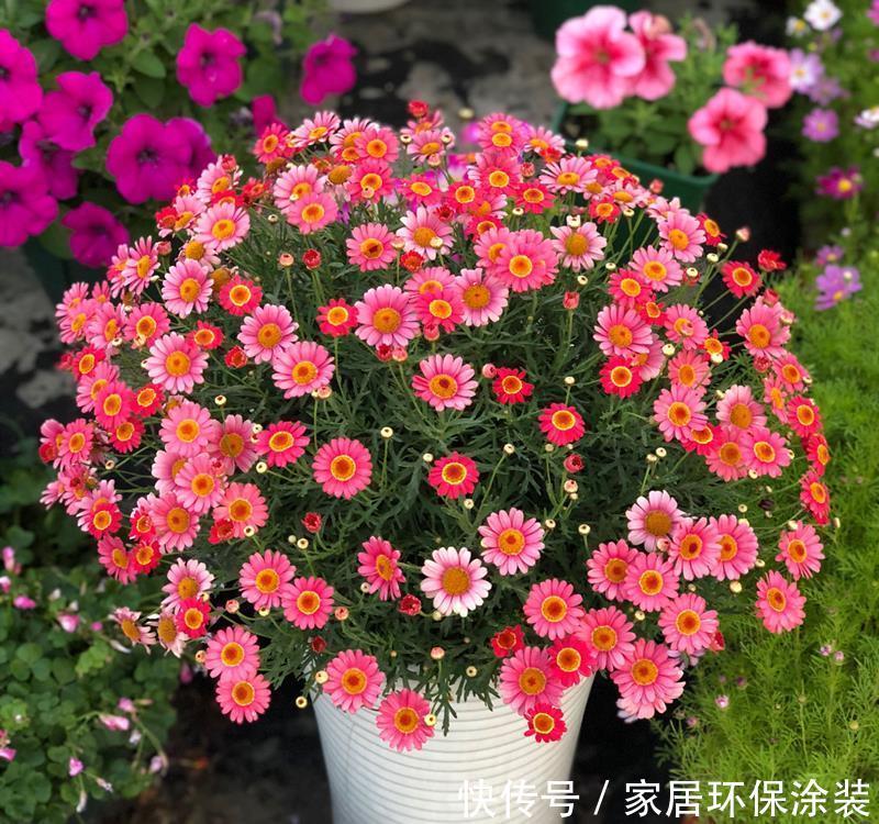 太阳花|阳台适合养的“6种花”,花色丰富,花期长,一直赏花六个月