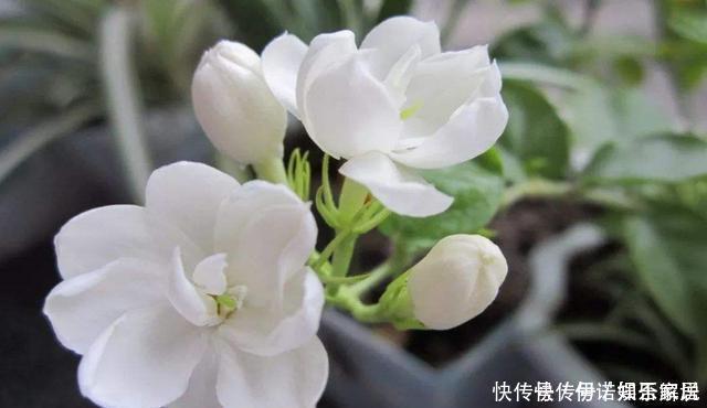 花卉|茉莉、三角梅开得旺,土里两种花肥很重要,添一点就有明显效果