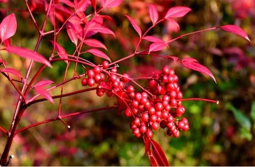 春天到了，路边的野花不要采