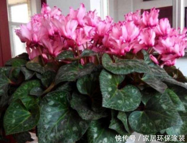 4种花很耐养，沾土就能活，有阳光就爆盆，给点水就疯长