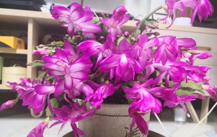 “3种花”是懒人的最爱,有阳光就爆盆,美爆了