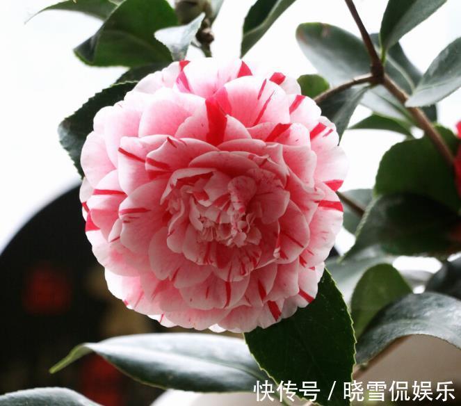 叶芽|秋天养茶花,牢记四个“不”,花苞变大快,看着就开心