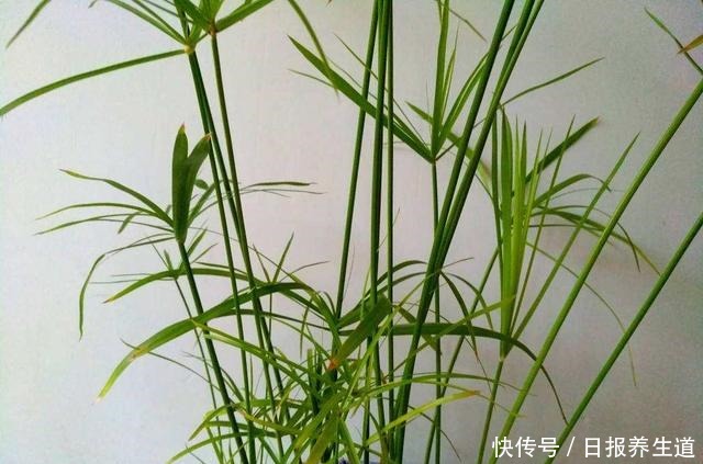 4种花不怕被浇死,浇水越多反而越旺盛,爱浇水花友必养!