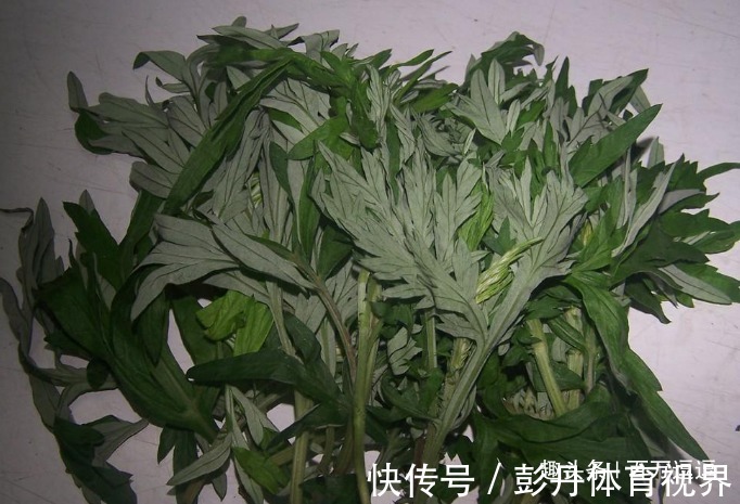 养生草|艾草是女性的“养生草”,具体到底有什么功效!越吃气色越好