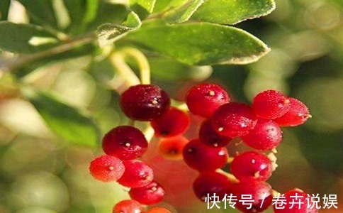 泡酒|女性到了中年，推荐常吃以下食物，美白润肤，延缓衰老，早吃早好