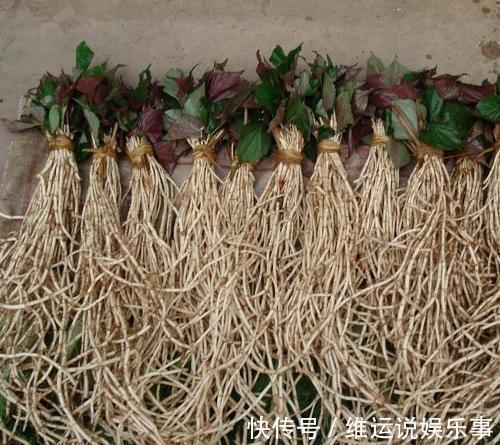 涨知识|为啥说鱼腥草是害人草,吃鱼腥草到底是好是坏,看完涨知识了